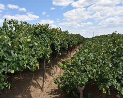 陽高縣尉家小堡&ldquo;北國明珠&rdquo;產(chǎn)業(yè)的喜和憂