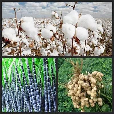 參透農(nóng)業(yè)部2016年種植業(yè)工作部署,保你種地有盼頭!