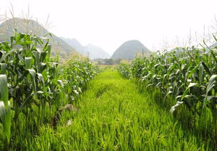 紅薯地套種玉米有什么優勢