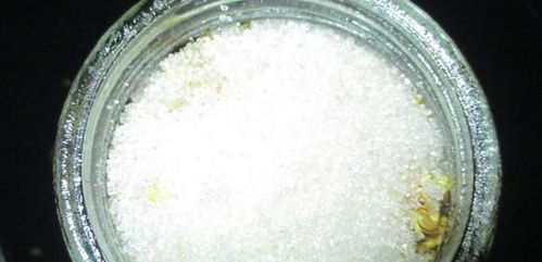 一把白糖,一份桂花,教你自制桂花釀,清香撲鼻,簡單易學